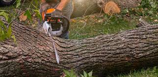 Best Tree Risk Assessment  in Mooresville, IN