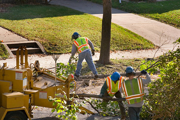 Best Tree Mulching  in Mooresville, IN