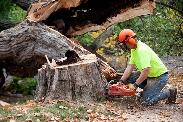  Mooresville, IN Tree Removal Pros