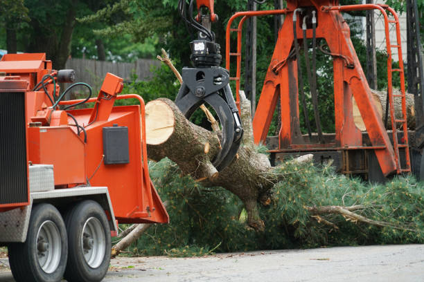 Best Arborist Consultation Services  in Mooresville, IN