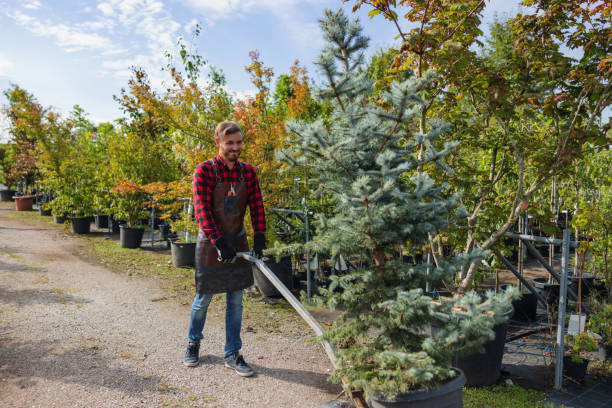 How Our Tree Care Process Works  in  Mooresville, IN