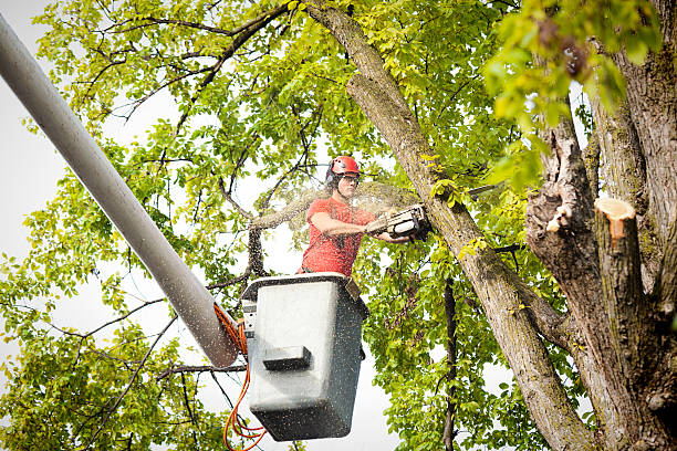 Best Emergency Tree Removal  in Mooresville, IN